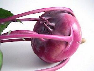 Kohlrabi Purple Vienna