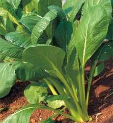 Seed - garden: Spinach Tendergreen (Komatsuna)