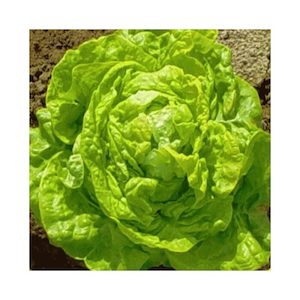 Lettuce Big Boston Butterhead