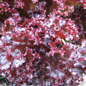 Lettuce Dark Lolla Rossa