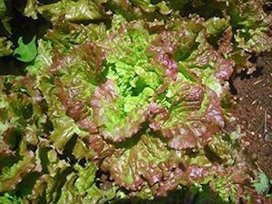 Lettuce Dark Prizehead