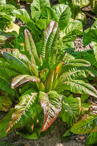 Seed - garden: Lettuce Manhatten