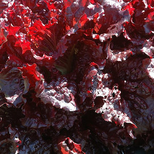 Seed - garden: Lettuce Merlot