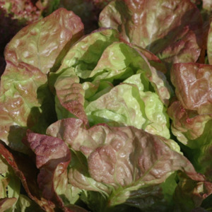 Lettuce Merveille des Quatre Saisons