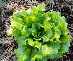 Lettuce Nevada