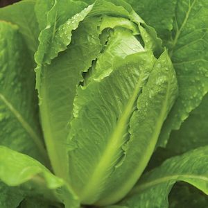 Seed - garden: Lettuce Parris Island Cos