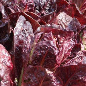 Lettuce Red Cos