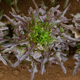 Lettuce Red Oakleaf