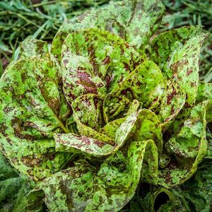 Seed - garden: Lettuce Speckles