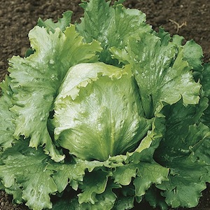 Lettuce Webbs Wonderful