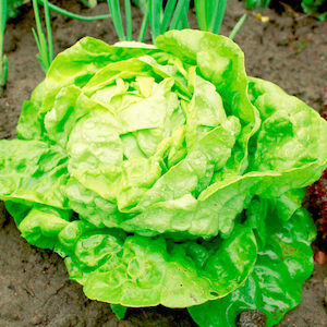 Lettuce All Year Round