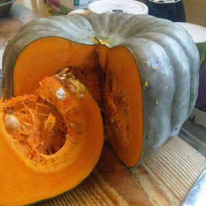 Pumpkin Queensland Blue