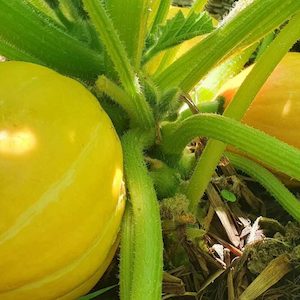 Squash Golden Nugget