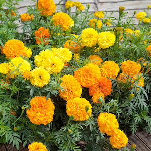 Flower Marigold Cracker Jack Mix