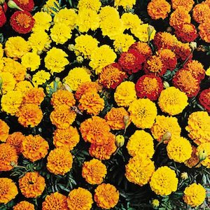 Flower Marigold Petite Mixture