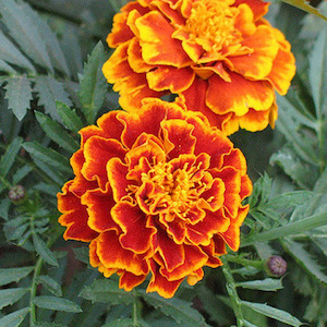 Seed - garden: Marigold Sparky Mix