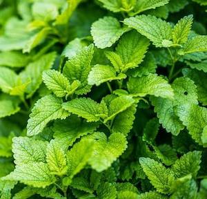 Herb Lemon Balm