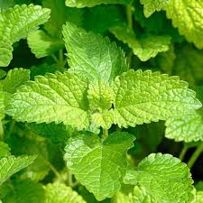 Herb Lemon Mint