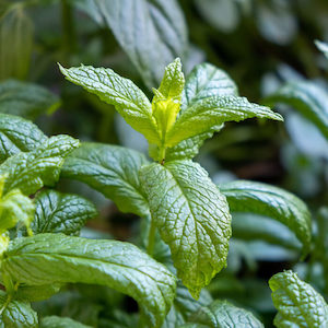 Seed - garden: Herb Spearmint