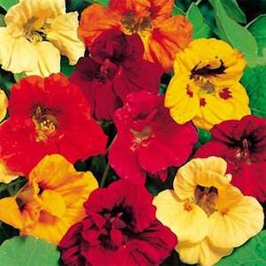 Flower Nasturtium Jewel Mix