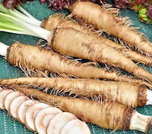 Herb Salsify