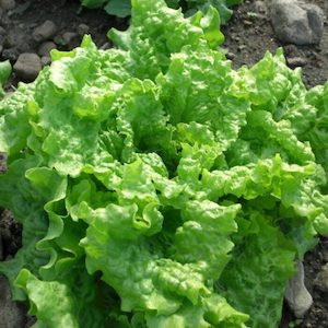 Seed - garden: Lettuce Black Seeded Simpson