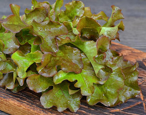 Lettuce Bronze Guard