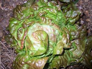 Lettuce Bronze Mignonette