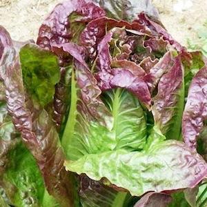 Lettuce Cimmaron