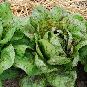 Lettuce Freckles