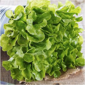 Lettuce Oakleaf