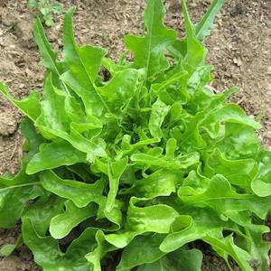 Seed - garden: Lettuce Royal Oakleaf