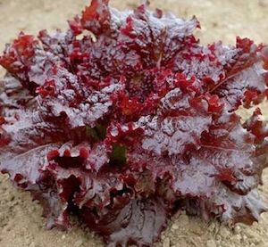 Lettuce Ruby Red