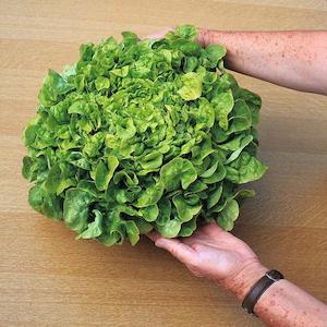 Seed - garden: Lettuce Salad Bowl Green