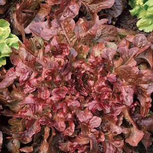 Lettuce Salad Bowl Red