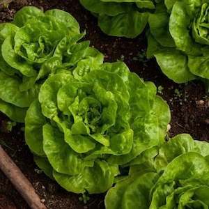 Lettuce Summer Bibb