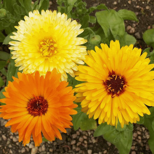 Flower Calendula Pacific Beauty Mixture