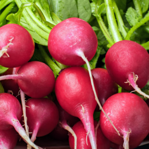 Radish Champion