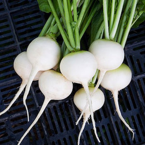 Seed - garden: Radish White Beauty