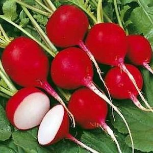 Radish Cherry Belle