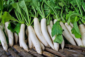 Radish Daikon