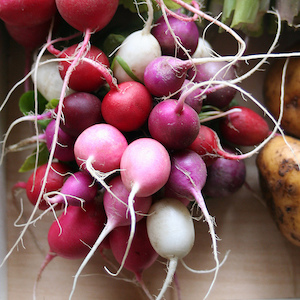 Seed - garden: Radish Easter Egg Blend