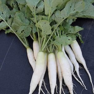 Radish White Icicle