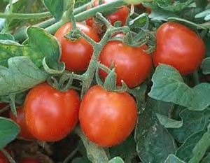 Seed - garden: Tomato Large Red Cherry