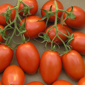 Tomato Roma