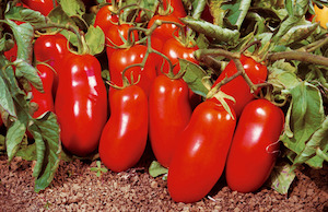 Seed - garden: Tomato San Marzano