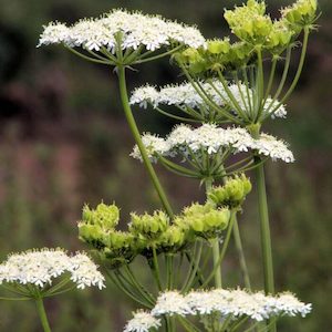 Herb Anise