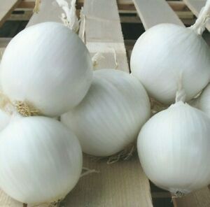 Onion White Sweet Spanish