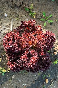 Seed - garden: Lettuce Lollo Rossa Organic