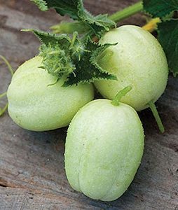 Cucumber Crystal Apple